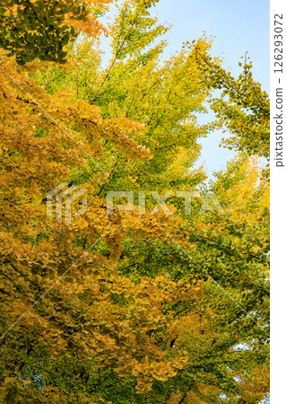公園的秋色如織錦 公園的秋色如織錦 126293072