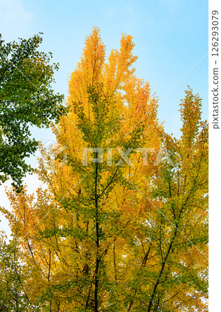 Autumn in the park colored like a brocade 126293079