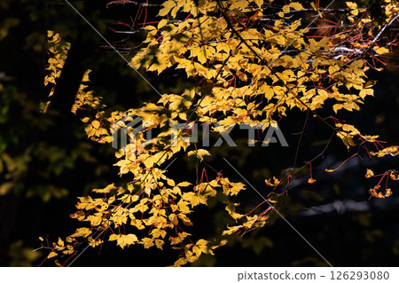 Autumn in the park colored like a brocade 126293080