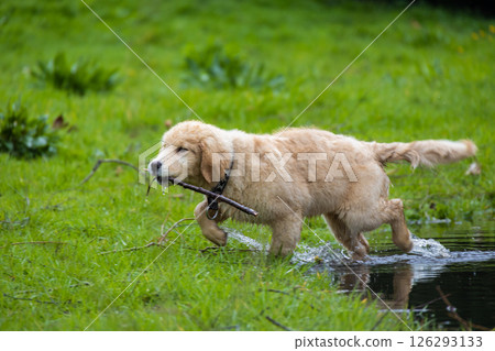 Wet golden retriever puppy walking through shallow water with a stick in its mouth, reflected in the water Wet golden retriever puppy walking through shallow water with a stick in its mouth, reflected in the water 126293133