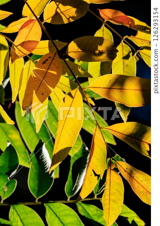 Autumn in the park colored like a brocade 126293154