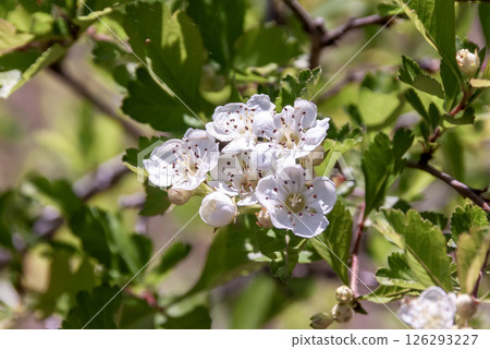 Hawthorn, known for its medicinal properties, is also known as Samomo and can be used as a dye. Hawthorn, known for its medicinal properties, is also known as Samomo and can be used as a dye. 126293227