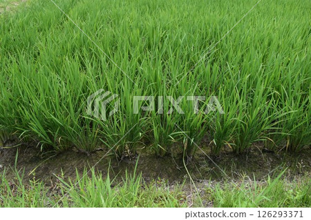 Paddy field 2 months after rice planting 126293371