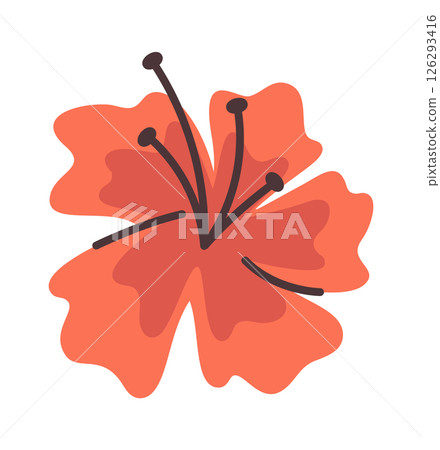 Red tropical hibiscus flower bud 126293416