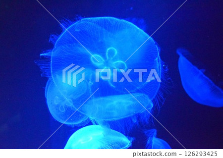 jellyfish  126293425