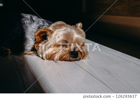 A serene yorkshire terrier sleeps peacefully on a white hardwood flooring surface with soft lighting Domestic animal, pet in calming, restful ambiance A serene yorkshire terrier sleeps peacefully on a white hardwood flooring surface with soft lighting Domestic animal, pet in calming, restful ambiance 126293637