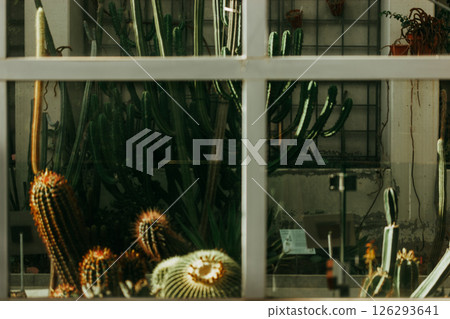 A variety of cacti thrive in a glass-walled greenhouse, framed by window panes that offer a glimpse into the natural world indoors. Glass greenhouse. 126293641