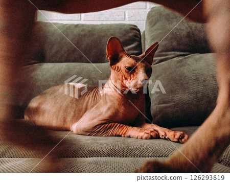 A calm Sphynx cat resting peacefully on a grey couch, relaxing in a cozy home setting. A beautiful hairless Sphinx cats relaxing on a soft sofa indoor 126293819