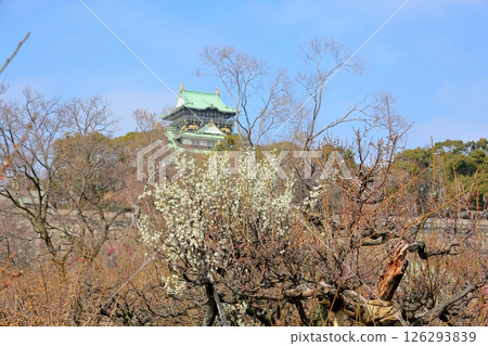 Refreshing white plum blossoms Refreshing white plum blossoms 126293839