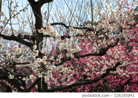 清爽的白梅花,單株野梅 清爽的白梅花,單株野梅 126293841
