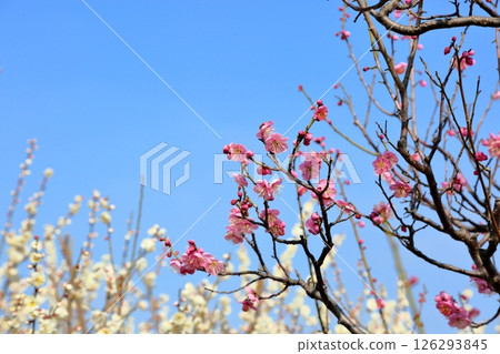 Cute plum blossoms, Dochibe 126293845