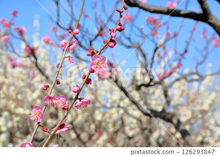 Cute plum blossoms, Dochibe Cute plum blossoms, Dochibe 126293847