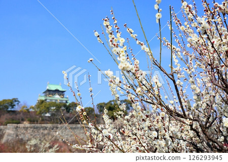 Refreshing white plum blossoms, Yaenoume 126293945
