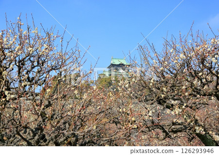 Refreshing white plum blossoms, Yaenoume 126293946