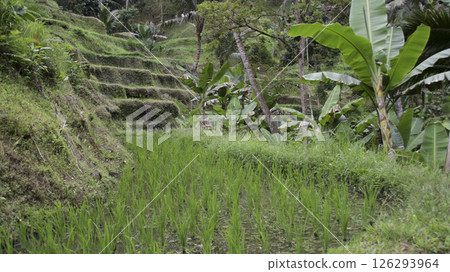 Lush Green Terraced Rice Fields with Banana Trees and Tropical Vegetation in a Scenic Rural Valley in Bali Indonesia on a Cloudy Day 126293964