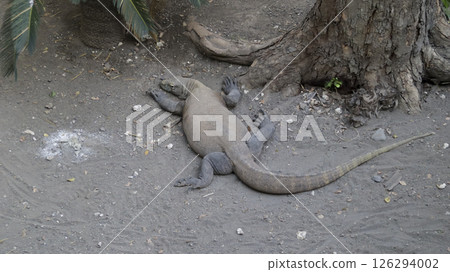 Komodo Dragon Resting on Dry Ground in Natural Habitat at Zoo with Light Shadows and Surrounding Rocks and Soil Komodo Dragon Resting on Dry Ground in Natural Habitat at Zoo with Light Shadows and Surrounding Rocks and Soil 126294002