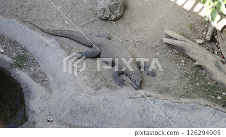 Komodo Dragon Resting on Dry Ground in Natural Habitat at Zoo with Light Shadows and Surrounding Rocks and Soil 126294005