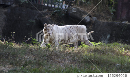 Majestic white tiger walking on green grass under natural sunlight with a rocky background in a zoo enclosure Majestic white tiger walking on green grass under natural sunlight with a rocky background in a zoo enclosure 126294026