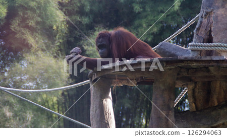 Resting Orangutan Relaxing on Wooden Platform Amid Dense Jungle with Greenery and Ropes in a Wildlife Habitat 126294063