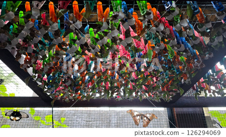 Colorful Butterfly Cocoons Hanging in Enclosure with Natural Background and Emerging Butterflies in a Controlled Habitat for Conservation Colorful Butterfly Cocoons Hanging in Enclosure with Natural Background and Emerging Butterflies in a Controlled Habitat for Conservation 126294069