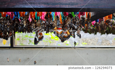 Newly Emerged Butterflies with Vibrant Wings Hanging from Cocoons in a Controlled Conservation Environment 126294073