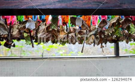 Hanging Butterfly Cocoons Attached to Dried Leaves with Colorful Clips in a Conservation Habitat with Natural Background 126294074