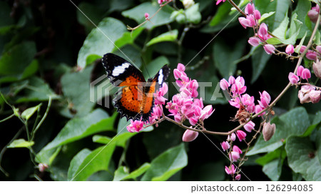 Vibrant orange butterfly feeding on pink flowers among green foliage in a lush natural setting Vibrant orange butterfly feeding on pink flowers among green foliage in a lush natural setting 126294085