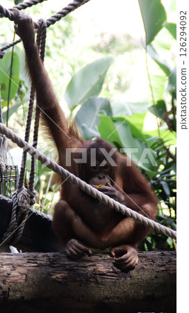 Young Orangutan Sitting on Tree Trunk Grasping Ropes in Natural Habitat with Green Tropical Foliage in the Background Young Orangutan Sitting on Tree Trunk Grasping Ropes in Natural Habitat with Green Tropical Foliage in the Background 126294092