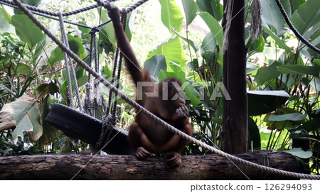 Young Orangutan Sitting on Tree Trunk Gripping Rope with Lush Green Tropical Forest Backdrop Young Orangutan Sitting on Tree Trunk Gripping Rope with Lush Green Tropical Forest Backdrop 126294093