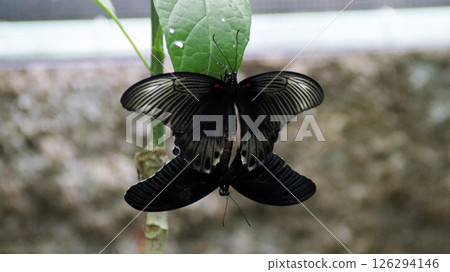 Two Black and White Butterflies Mating on a Green Leaf in a Natural Setting with a Soft Blurred Background 126294146