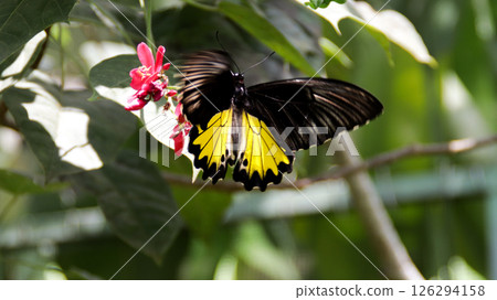 Black and Yellow Butterfly Feeding on Red Flowers in a Lush Green Garden Black and Yellow Butterfly Feeding on Red Flowers in a Lush Green Garden 126294158
