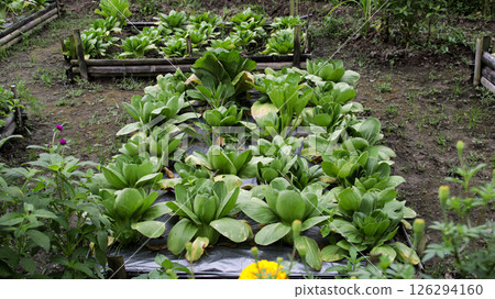 Raised Vegetable Garden Beds with Lush Green Lettuce and Marigold Flowers in a Tropical Organic Backyard Farm Setting Raised Vegetable Garden Beds with Lush Green Lettuce and Marigold Flowers in a Tropical Organic Backyard Farm Setting 126294160