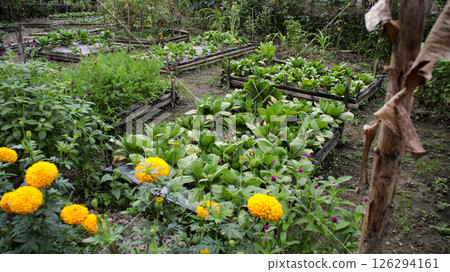 Raised Vegetable Garden Beds with Lush Green Lettuce and Marigold Flowers in a Tropical Organic Backyard Farm Setting Raised Vegetable Garden Beds with Lush Green Lettuce and Marigold Flowers in a Tropical Organic Backyard Farm Setting 126294161