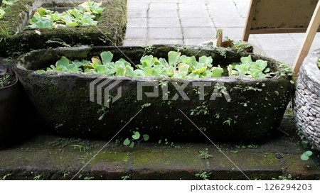 Vibrant Water Lettuce in Mossy Stone Planter on a Natural Outdoor Terrace with Greenery Background Vibrant Water Lettuce in Mossy Stone Planter on a Natural Outdoor Terrace with Greenery Background 126294203