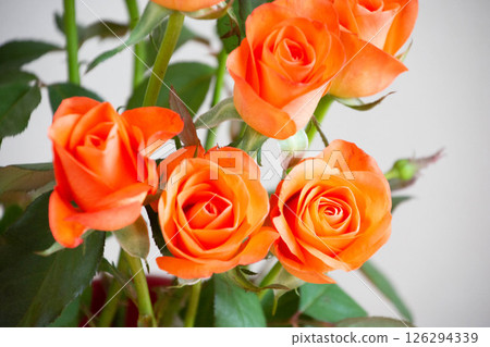 熱帶亞馬遜 126294339