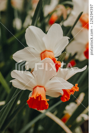 White orange daffodils in full bloom in a flower bed at the spring botanical garden. Bulb plants. Easter holiday floral bouquet. Springtime season. White orange daffodils in full bloom in a flower bed at the spring botanical garden. Bulb plants. Easter holiday floral bouquet. Springtime season. 126294397