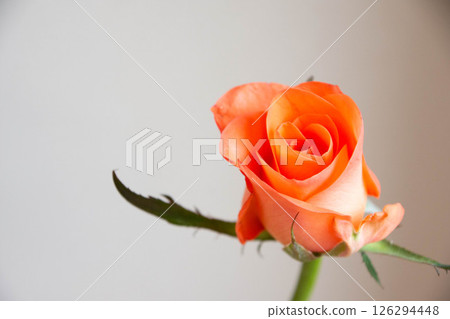 熱帶亞馬遜 126294448