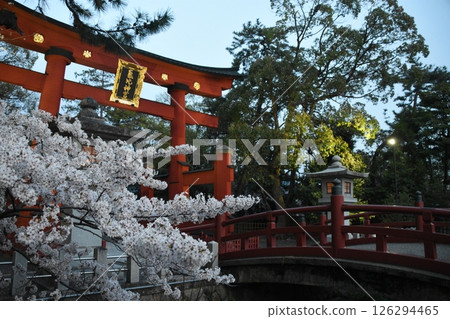 The large torii gate and cherry blossoms of Kehi Shrine The large torii gate and cherry blossoms of Kehi Shrine 126294465