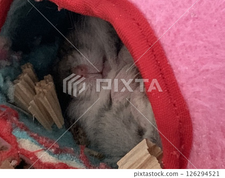 倉鼠的睡臉 126294521