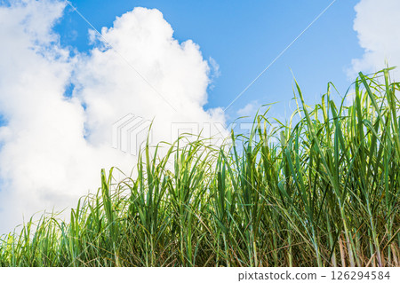 南部島嶼的藍天、白雲和甘蔗田 126294584