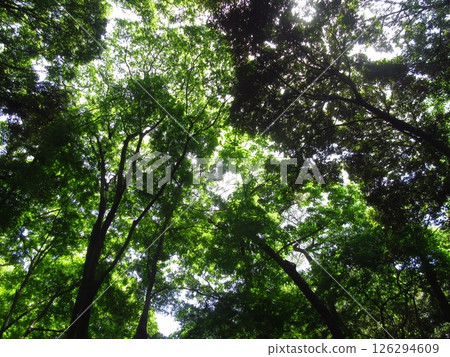 Institute for Nature Study attached to the National Science Museum 126294609