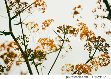 Ferula stinking or Kavrak (Ferula assa-foetida) perennial plant, genus Ferula of the family Apiaceae. Bright yellow flowers blooms on light background 126294642
