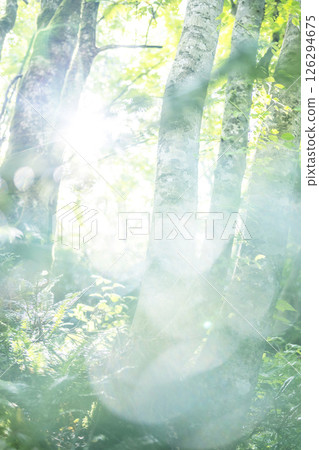 Beech forest - Fresh greenery and eco-image (Oyamakiyazawa mountain stream) 126294675