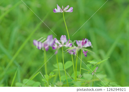 Naturalized plant, Astragalus gracilis, flowering 126294921