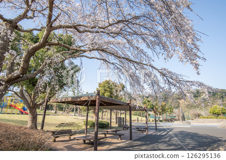 長濱公園櫻花 橫濱市金澤區 長濱公園櫻花 橫濱市金澤區 126295136