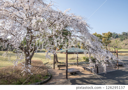 長濱公園櫻花 橫濱市金澤區 長濱公園櫻花 橫濱市金澤區 126295137
