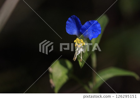Blue dayflower flowers blooming in the autumn field 126295151