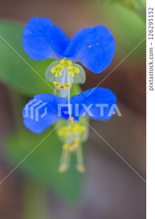 Blue dayflower flowers blooming in the autumn field 126295152