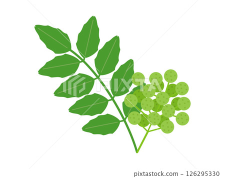 Illustration of Japanese pepper leaves and pepper berries Illustration of Japanese pepper leaves and pepper berries 126295330