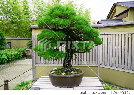 7839 Bonsai Black Pine 126295342